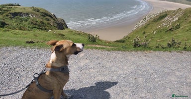 Mixed Breed dogs Urgent Foster Needed  - Advert 2