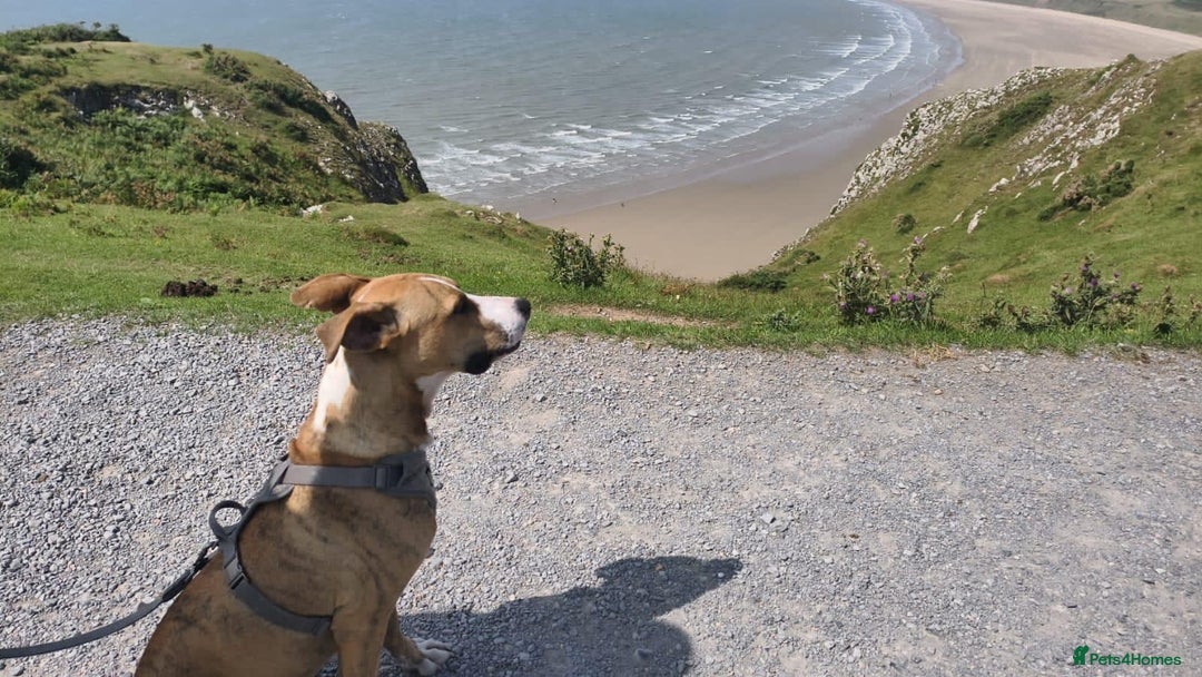 Mixed Breed dogs for adoption: Urgent Foster Needed  - Advert 3