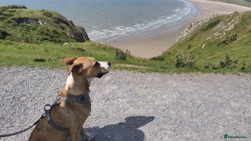 Mixed Breed dogs Urgent Foster Needed - Advert 2