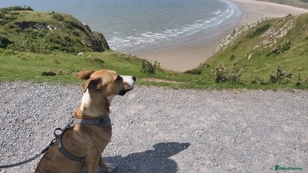 Mixed Breed dogs for adoption: Urgent Foster Needed  - Advert 3