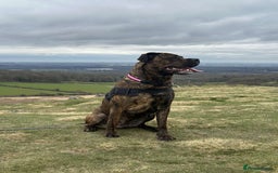 Mixed Breed dogs for sale: Dog for sale - Image 6