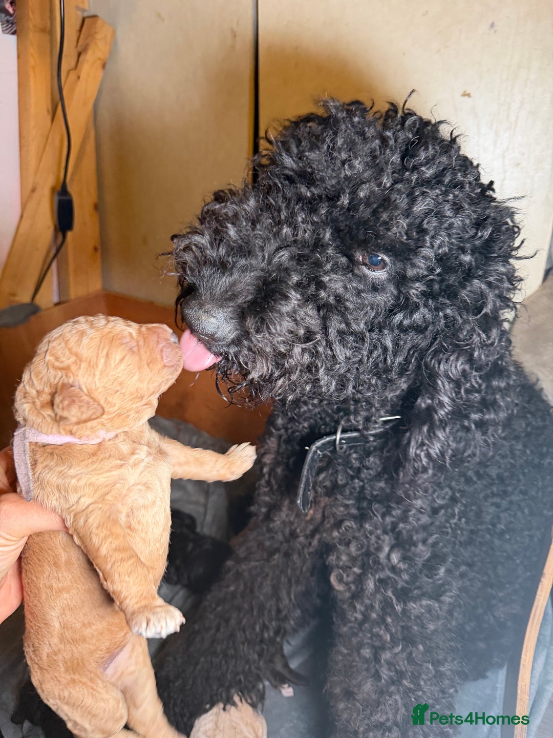 Goldendoodle dogs for sale: Goldendoodles Ready Next Week - Advert 3