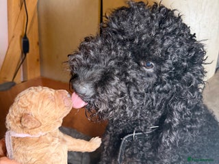 Goldendoodle dogs Goldendoodles Ready Next Week - Advert 14