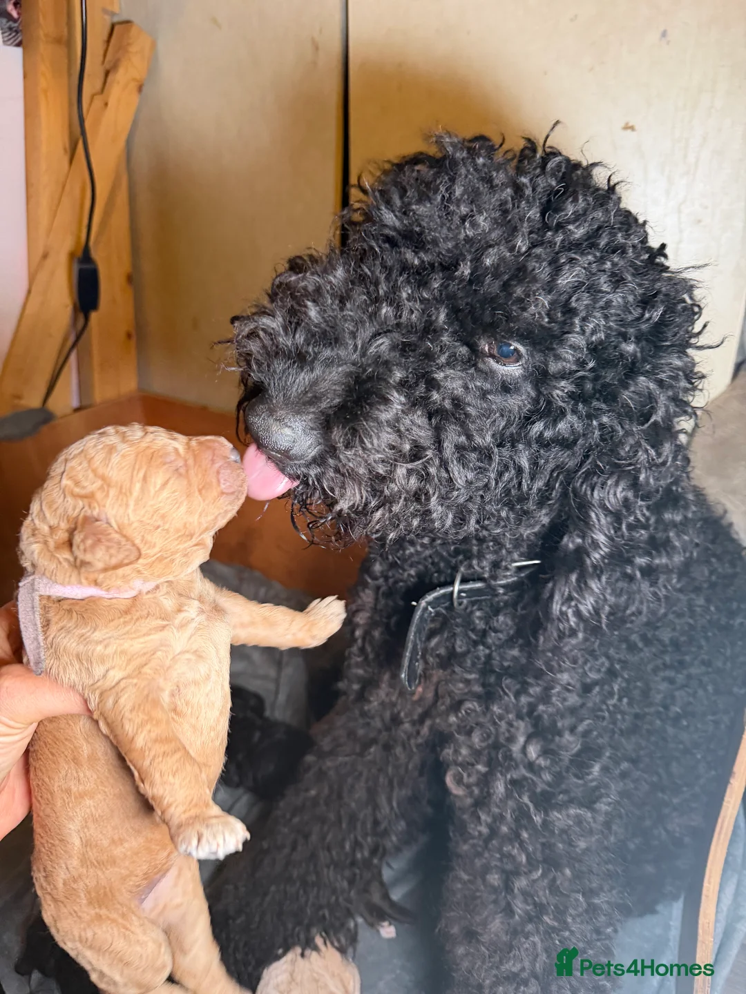 Goldendoodle dogs for sale: Female Goldendoodle Ready Now - Advert 14