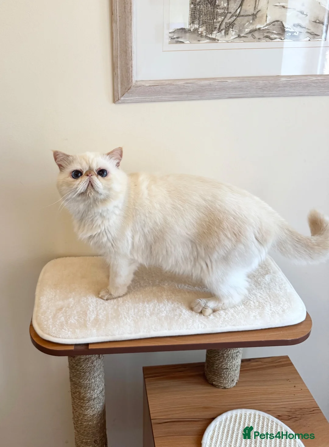 Exotic cats for sale: Stunning Blue Eyed Exitic Young Male - Advert 2