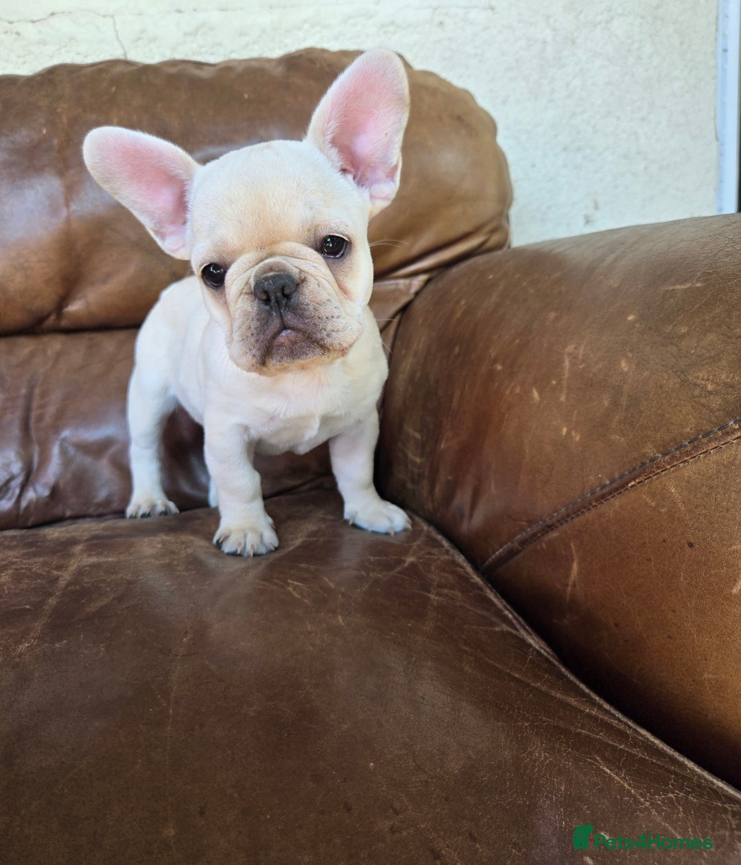 French Bulldog dogs for sale: REDUCED .... Fabulous joyful puppy for sale - Image 3