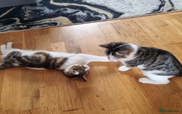 Mixed Breed cats for sale: 2 Beautiful Kittens For Sale !!! - Image 8