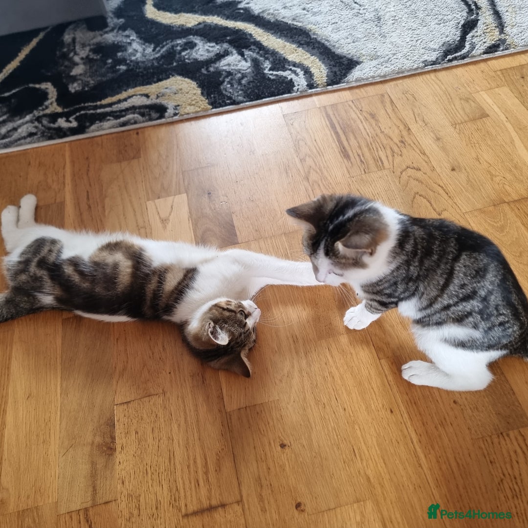 Mixed Breed cats for sale: 2 Beautiful Kittens For Sale !!! - Image 8
