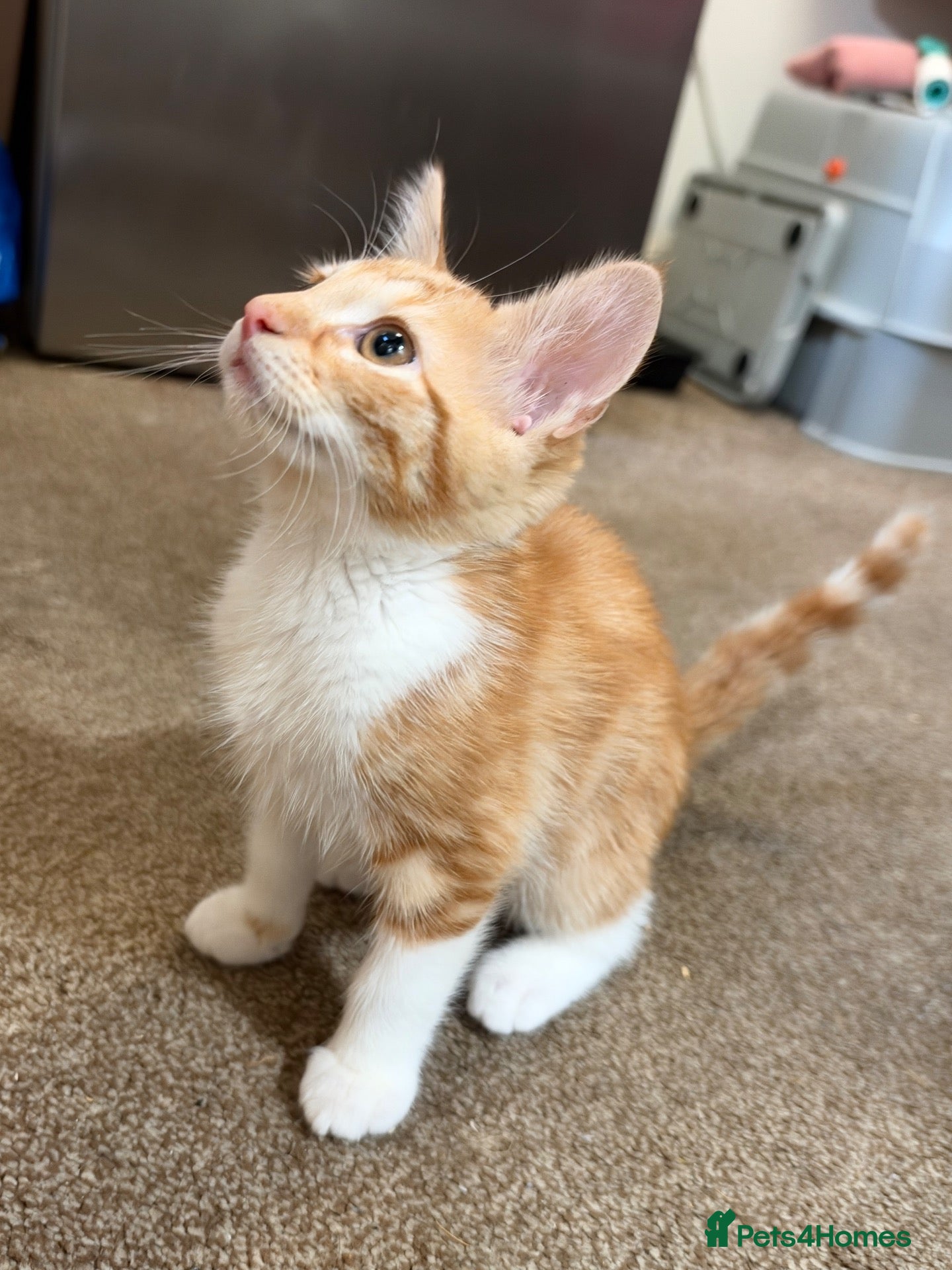 Mixed Breed cats 13-Week-Old Ginger & White Male Kitten - Advert 1
