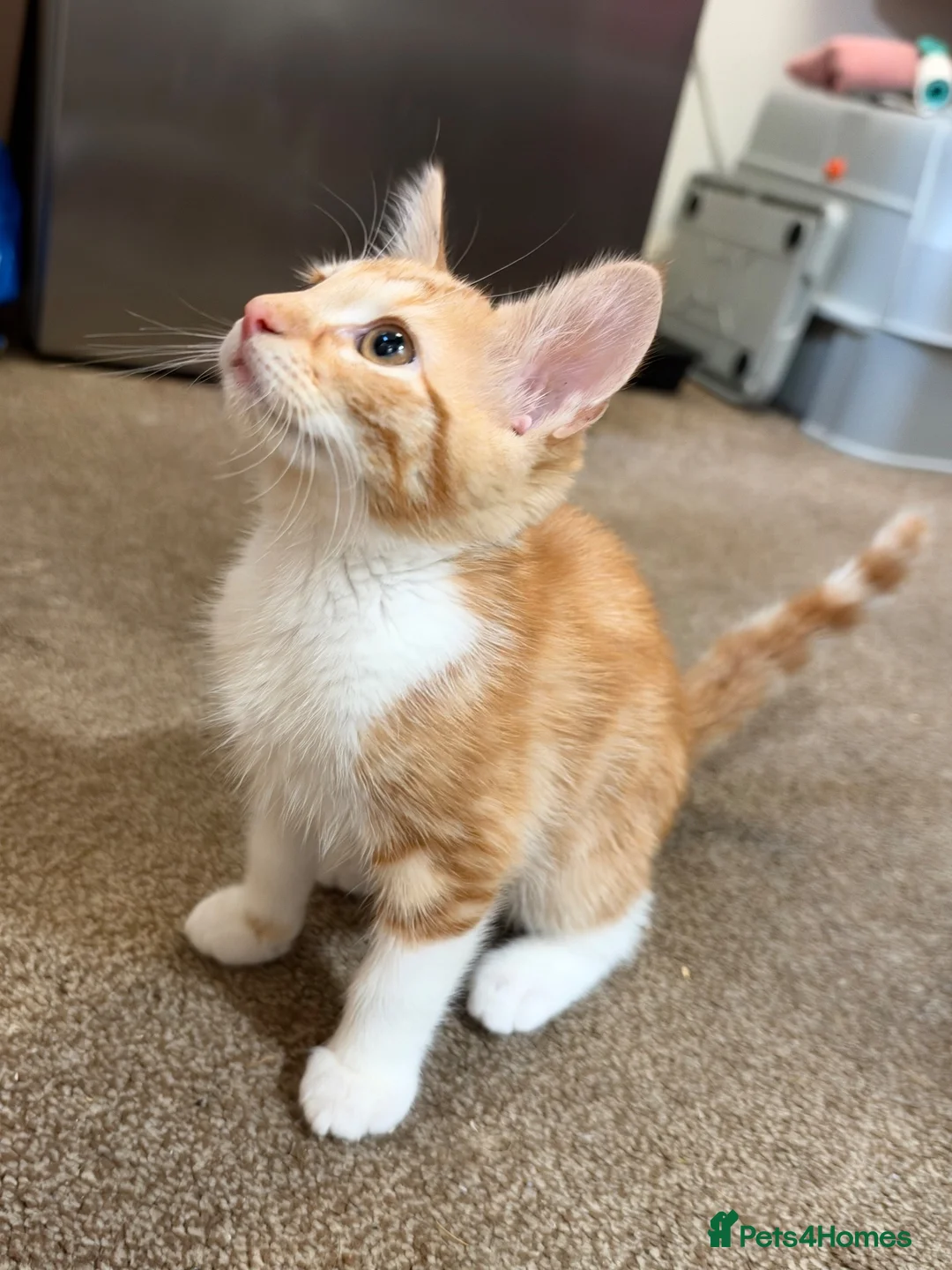 Mixed Breed cats for sale: 13-Week-Old Ginger & White Male Kitten in Blackburn - Advert 1