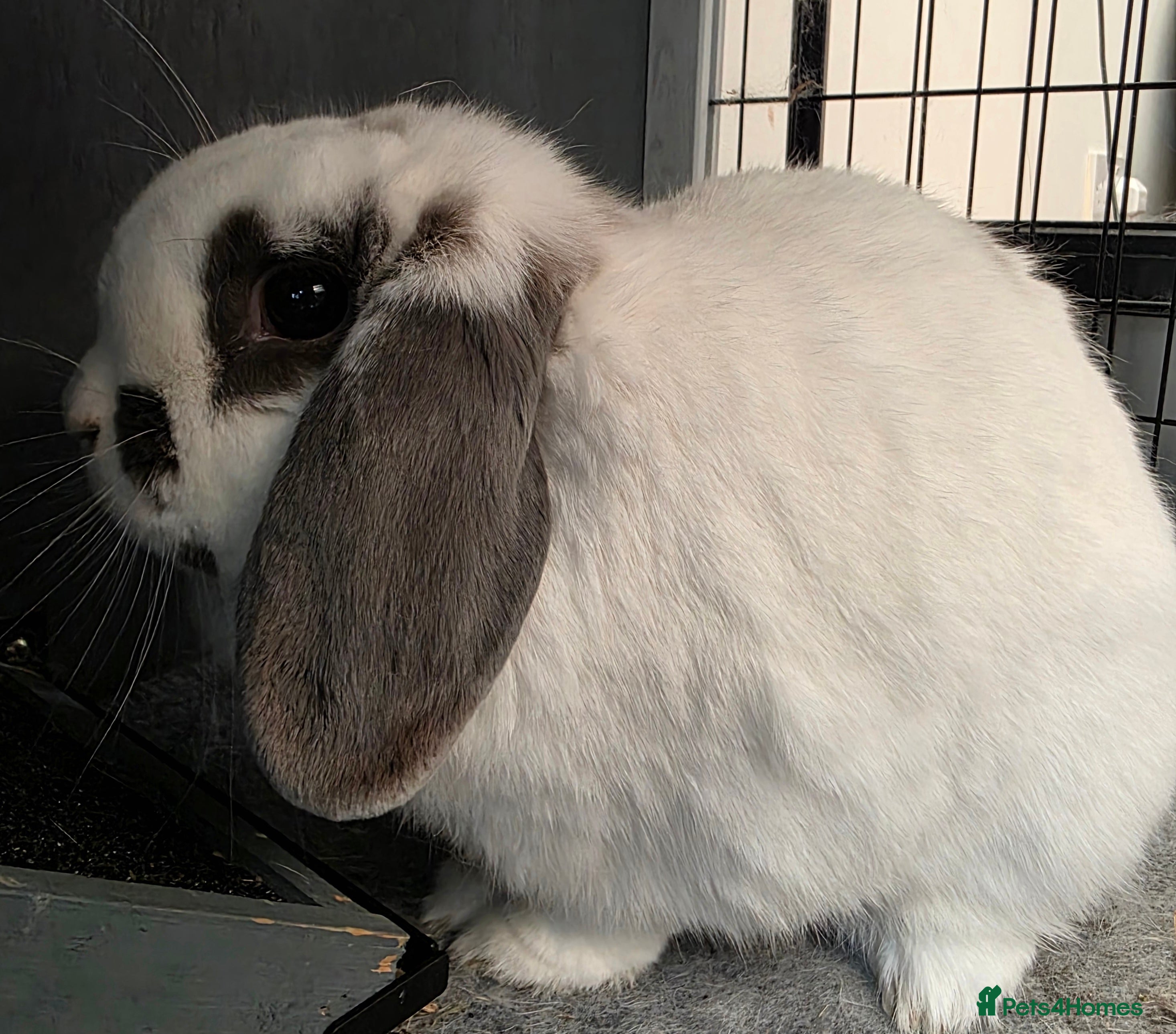 Mini Lop rabbits Lovely Female Rabbit Looking for a New Home - Advert 3