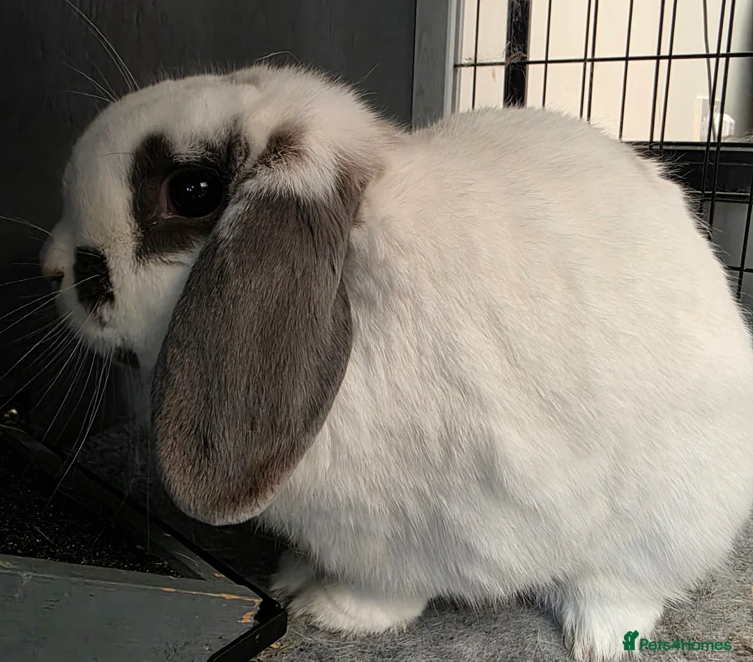 Mini Lop rabbits for sale: Lovely Female Rabbit Looking for a New Home in Chertsey - Advert 1