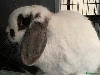 Mini Lop rabbits Lovely Female Rabbit Looking for a New Home - Advert 2