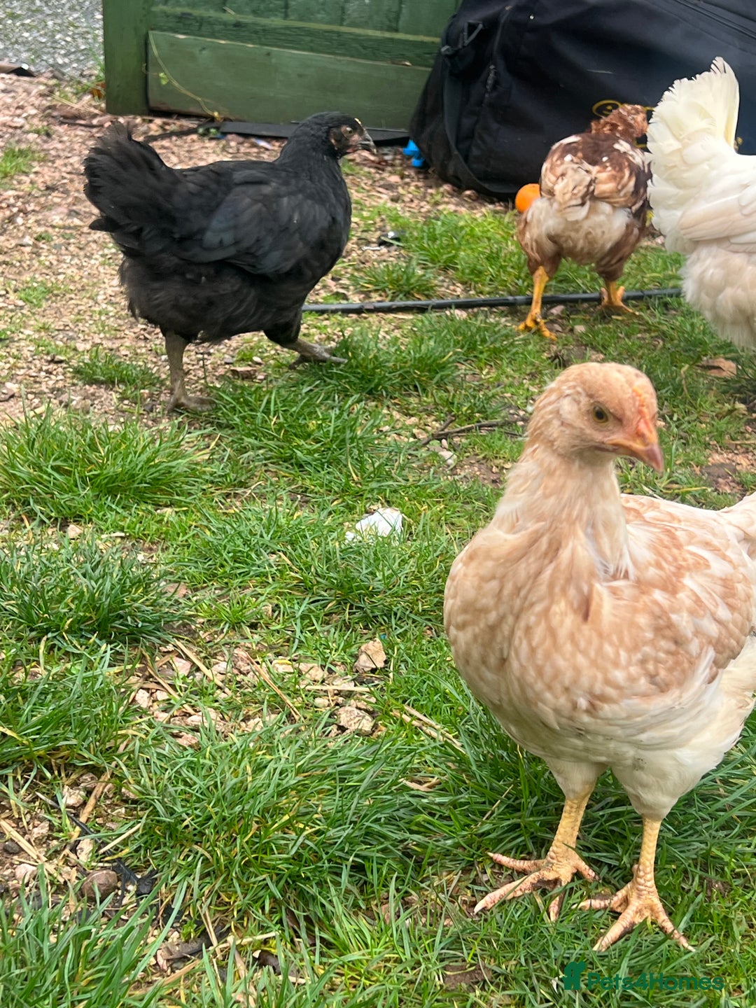 Chickens poultry for sale: Five chicks for sale - Advert 10