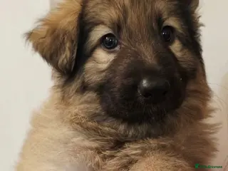 German Shepherd dogs Stunning German Shepherd puppies - Advert 2