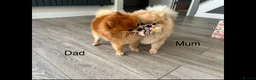 Pomeranian dogs for sale: 5 gorgeous Pomeranian puppies - Advert 15