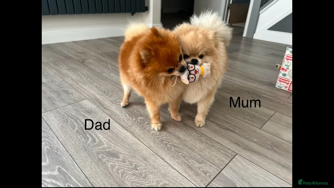 Pomeranian dogs for sale: 5 gorgeous Pomeranian puppies - Advert 15