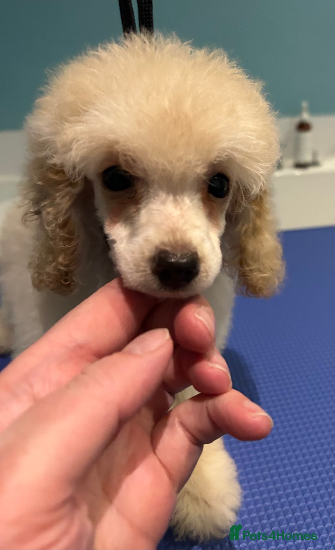 Miniature Poodle dogs for sale: Toy poodle puppies. Ready now.  - Advert 6