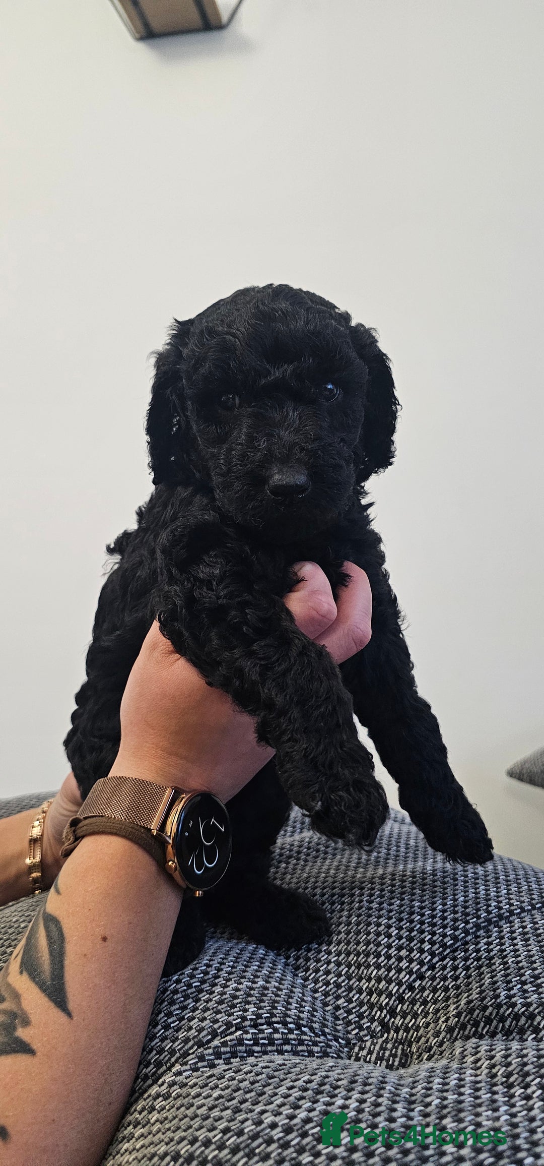 Standard Poodle dogs for sale: KC standard poodle for sale ! - Image 6