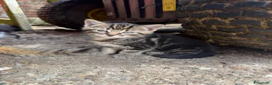 Tabby - Male
