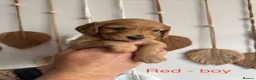 Cocker Spaniel dogs for sale: Golden & Red Cocker Spaniel puppies in Ulverston - Advert 8