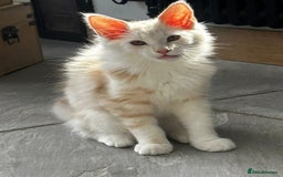 Maine Coon cats for sale: Stunning Red Smoke Male Maine Coon - Image 2
