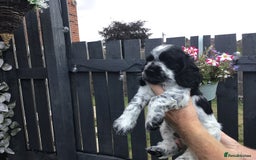 Cocker Spaniel dogs for sale:  show cocker puppy.KC reg. AMS.PRA. & FN clear. - Image 11