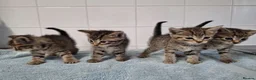 British Shorthair cats for sale: pure tabby kittens - Advert 2