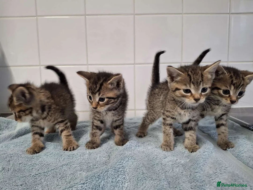 British Shorthair cats for sale: pure tabby kittens - Advert 2