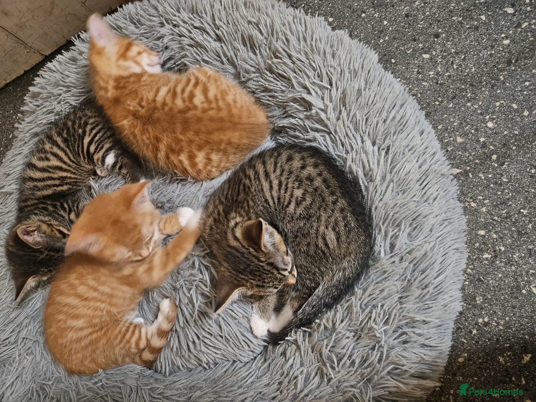 Mixed Breed cats for sale: Playful Bengal Kittens - Advert 2