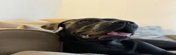 Cane Corso dogs for sale: Cane Corso  - Advert 4