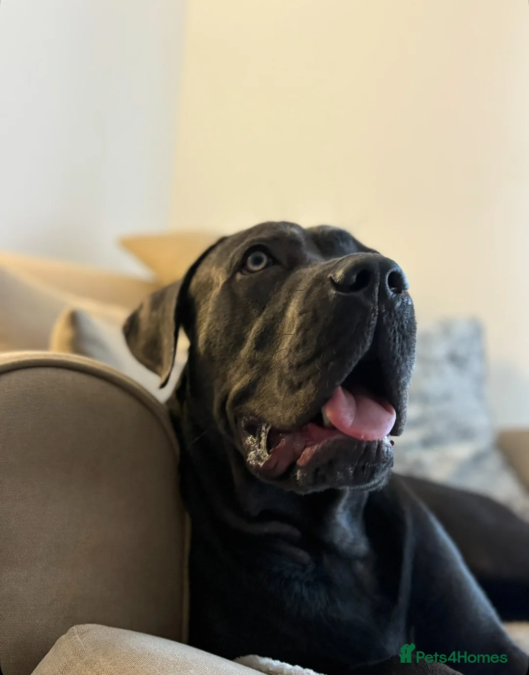 Cane Corso dogs for sale: Cane Corso  - Advert 4