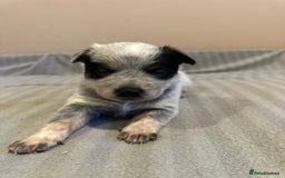 Australian Cattle Dog dogs for sale: Absolutely stunning litter!! - Advert 2