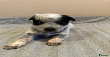 Australian Cattle Dog dogs Absolutely stunning litter!! - Advert 10