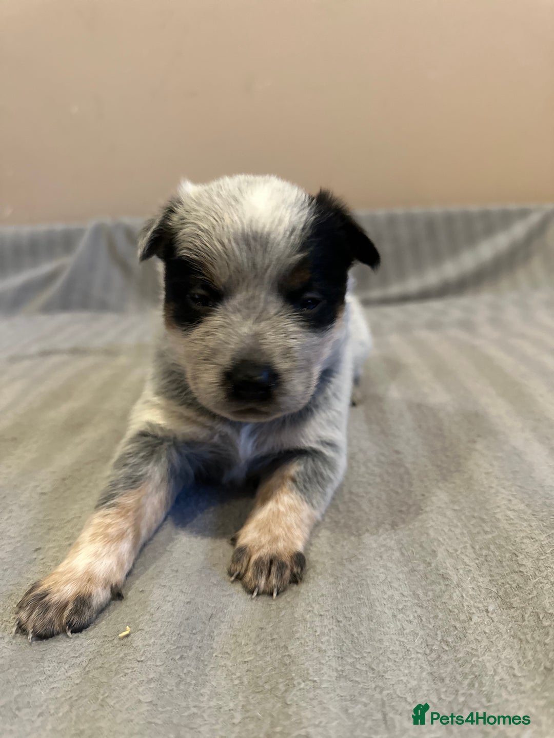 Australian Cattle Dog dogs for sale: Absolutely stunning litter!! - Advert 2