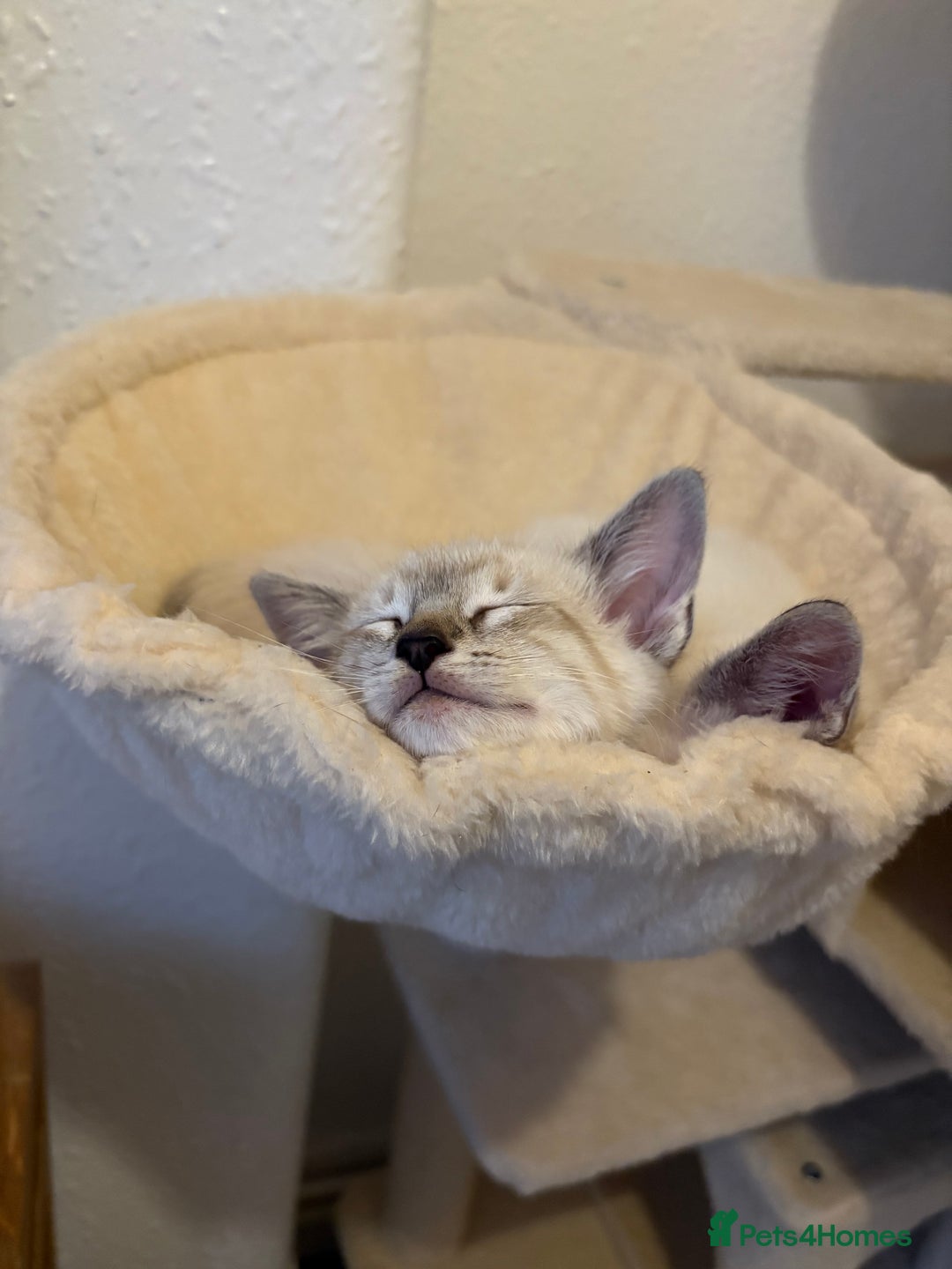 Ragdoll cats for sale: Ragdoll x Oriental kittens  - Image 27