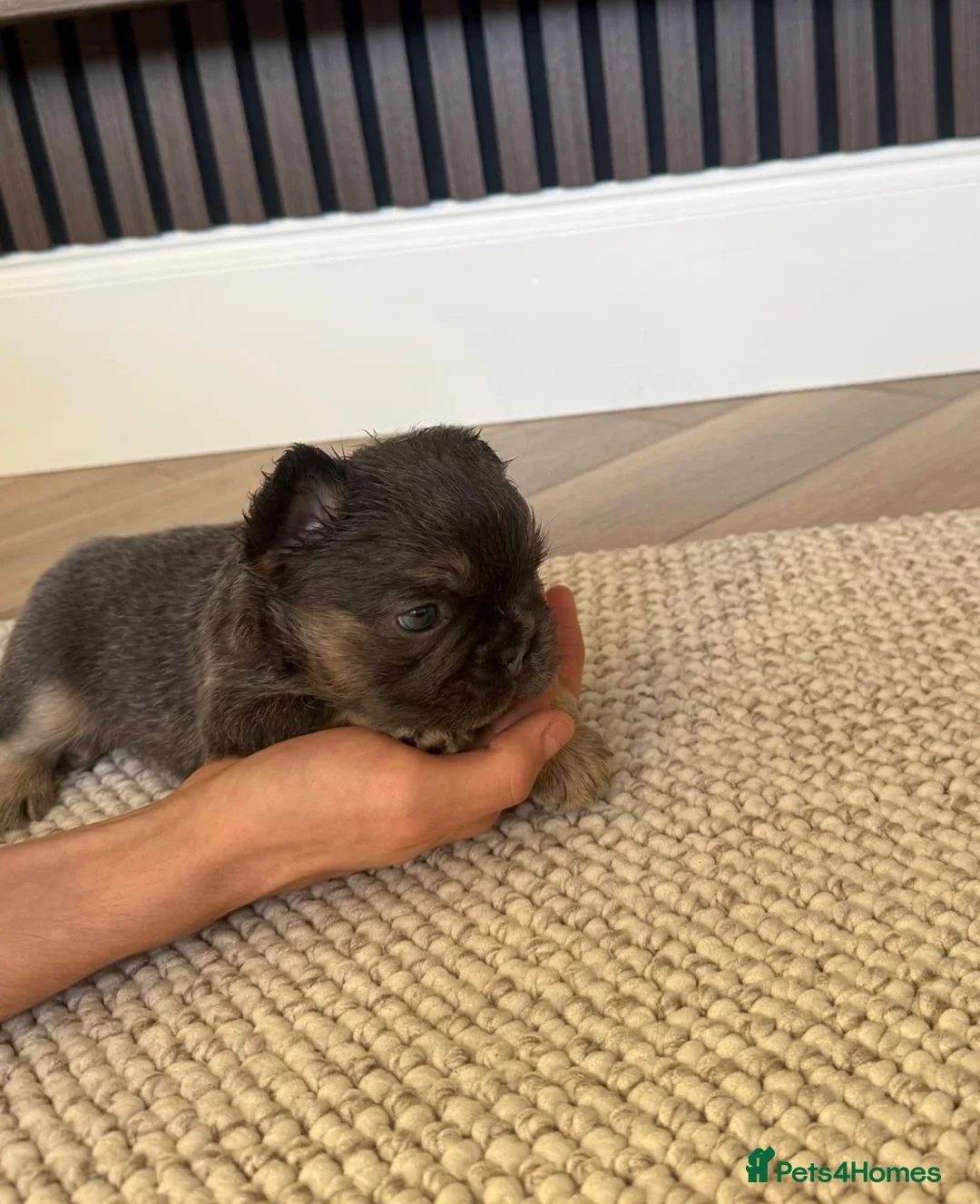 French Bulldog dogs for sale: LITTLE LUXURY PUPPIES! BEAUTIFUL FLUFFY FRENCHIES  - Advert 9