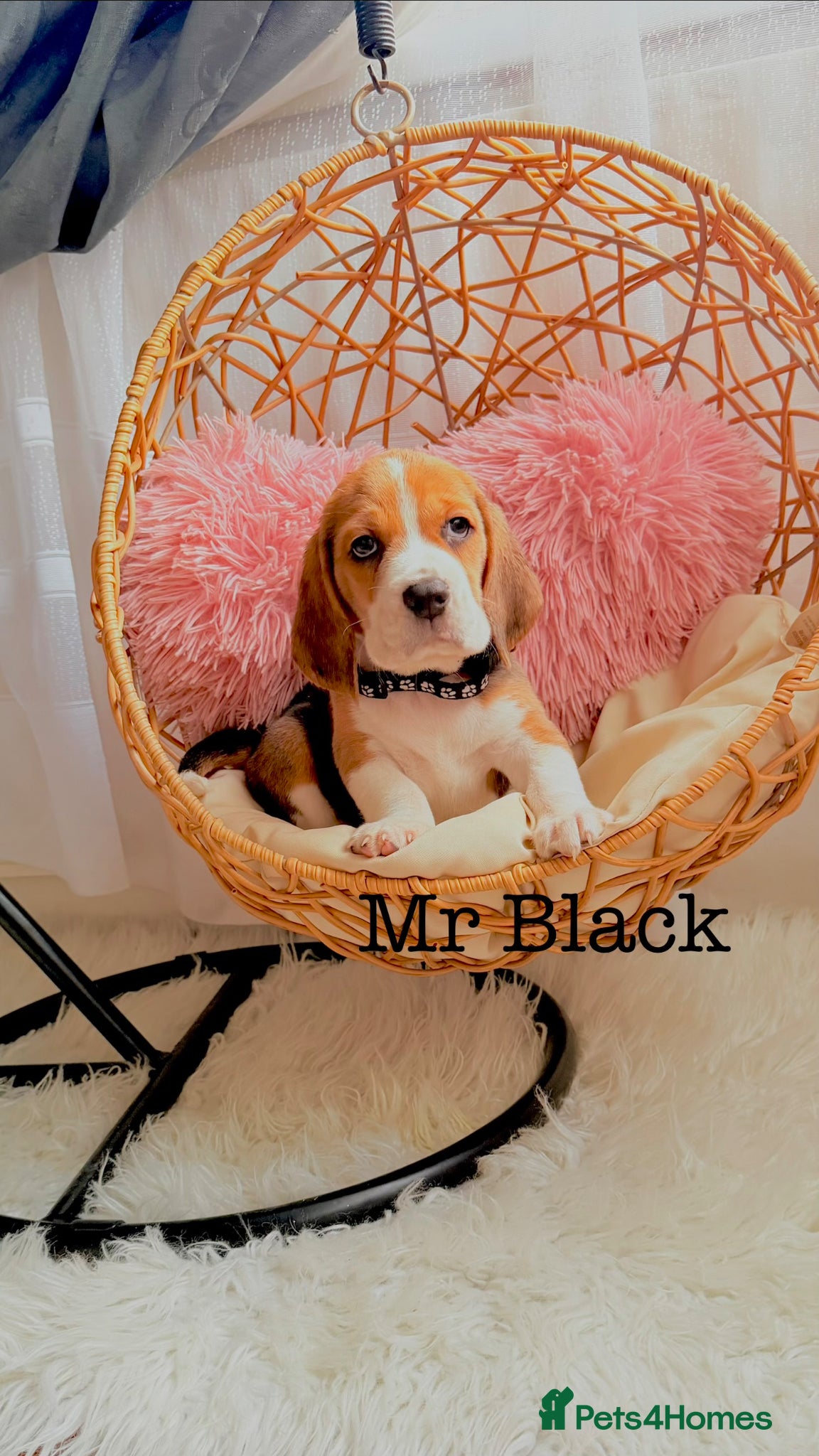 Beagle dogs for sale: 💞BEAUTIFUL BEAGLE PUPPIES 💞 - Advert 17