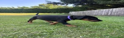 Dobermann dogs for sale: KC registered Dobermann puppies  - Advert 10