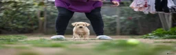 Labrador Retriever dogs for sale: KC registered Working Line Yellow Labrador Puppies in King's Lynn - Advert 9