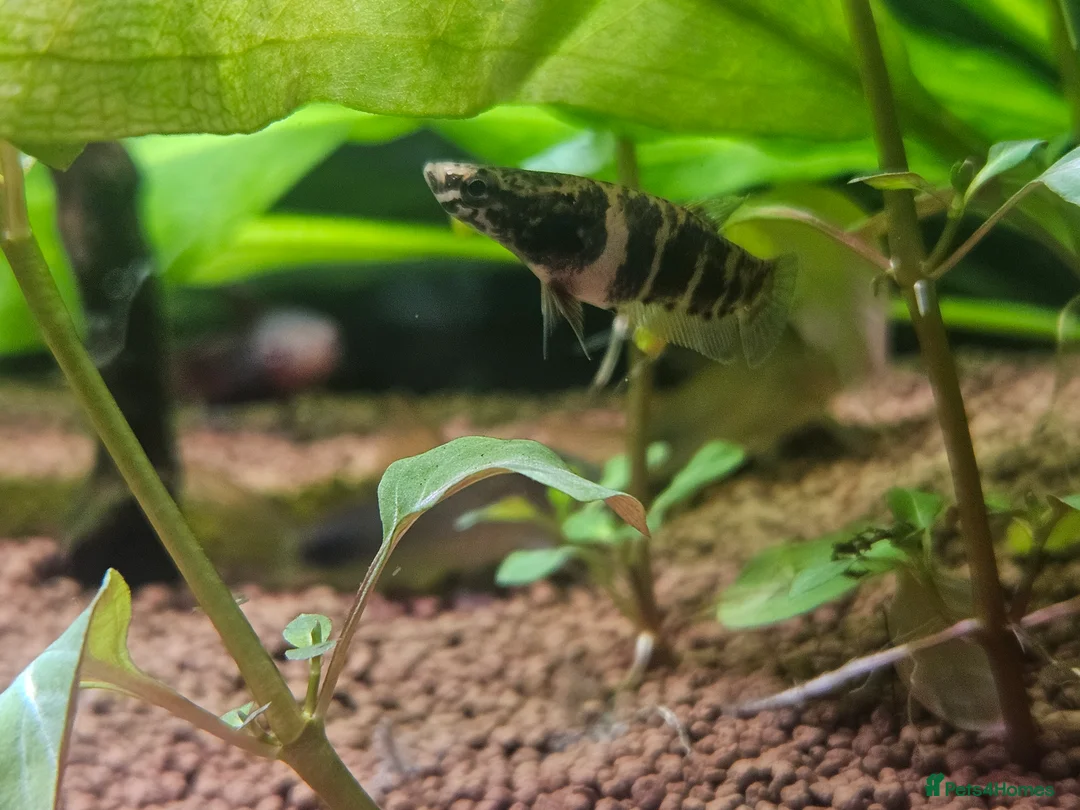 Bettas fish for sale: Betta Channoides (pair) - Advert 2