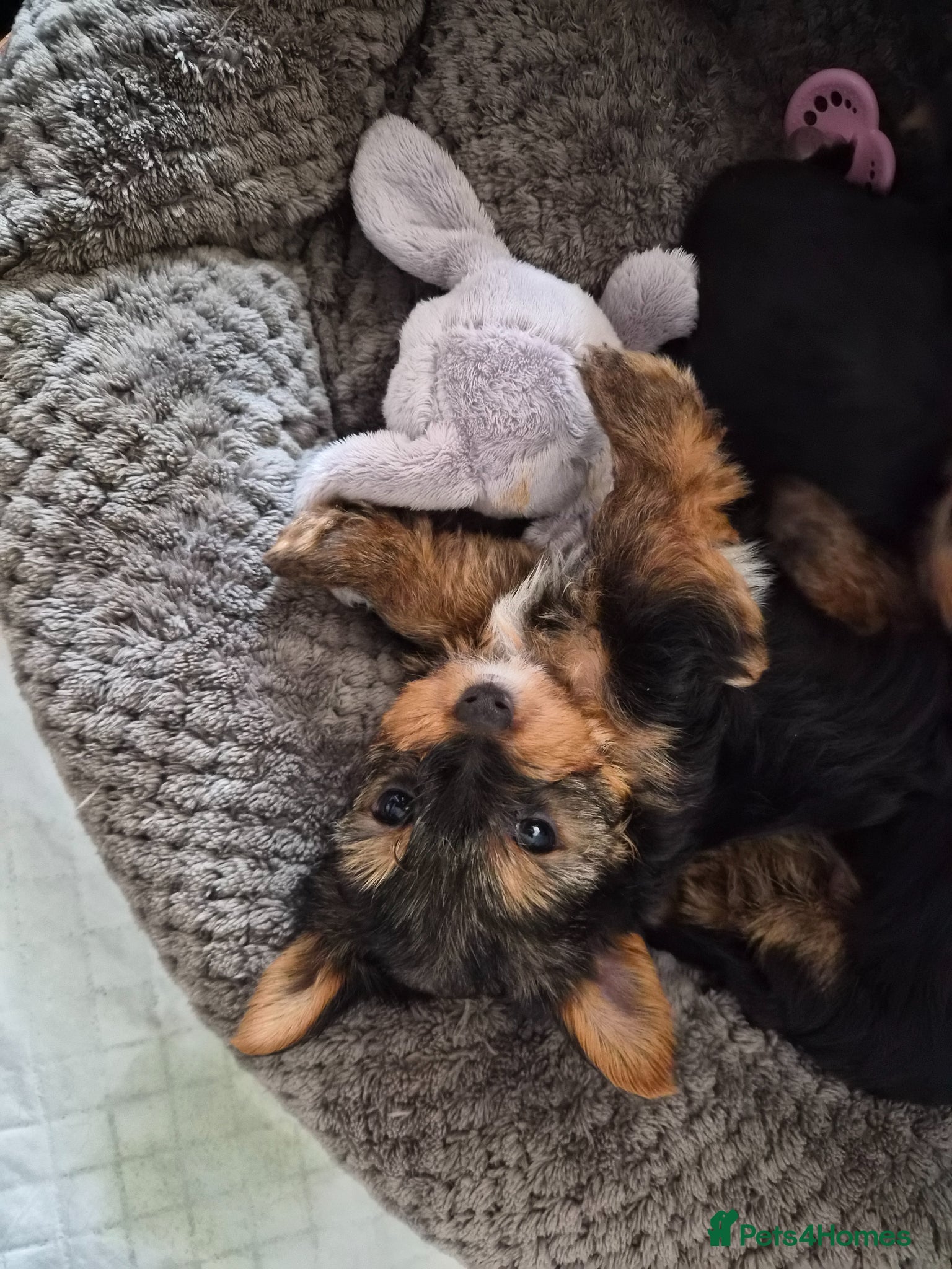 Yorkshire Terrier dogs yorkshire terrier  - Advert 8