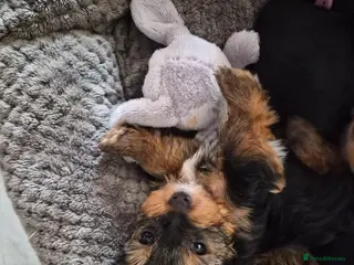 Yorkshire Terrier dogs yorkshire terrier - Advert 8