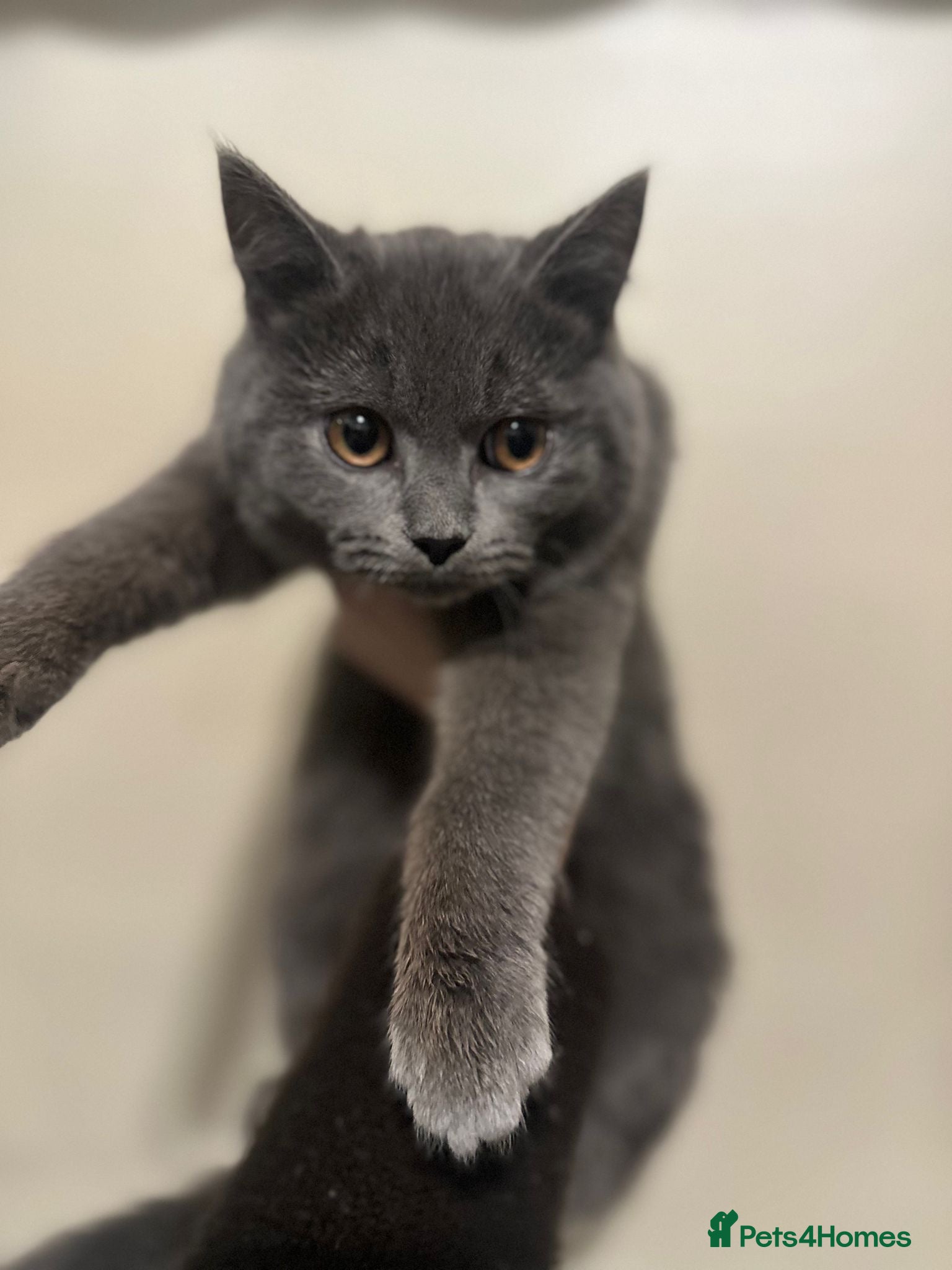 British Shorthair cats ZEUS British shorthair x Russian blue  - Advert 1