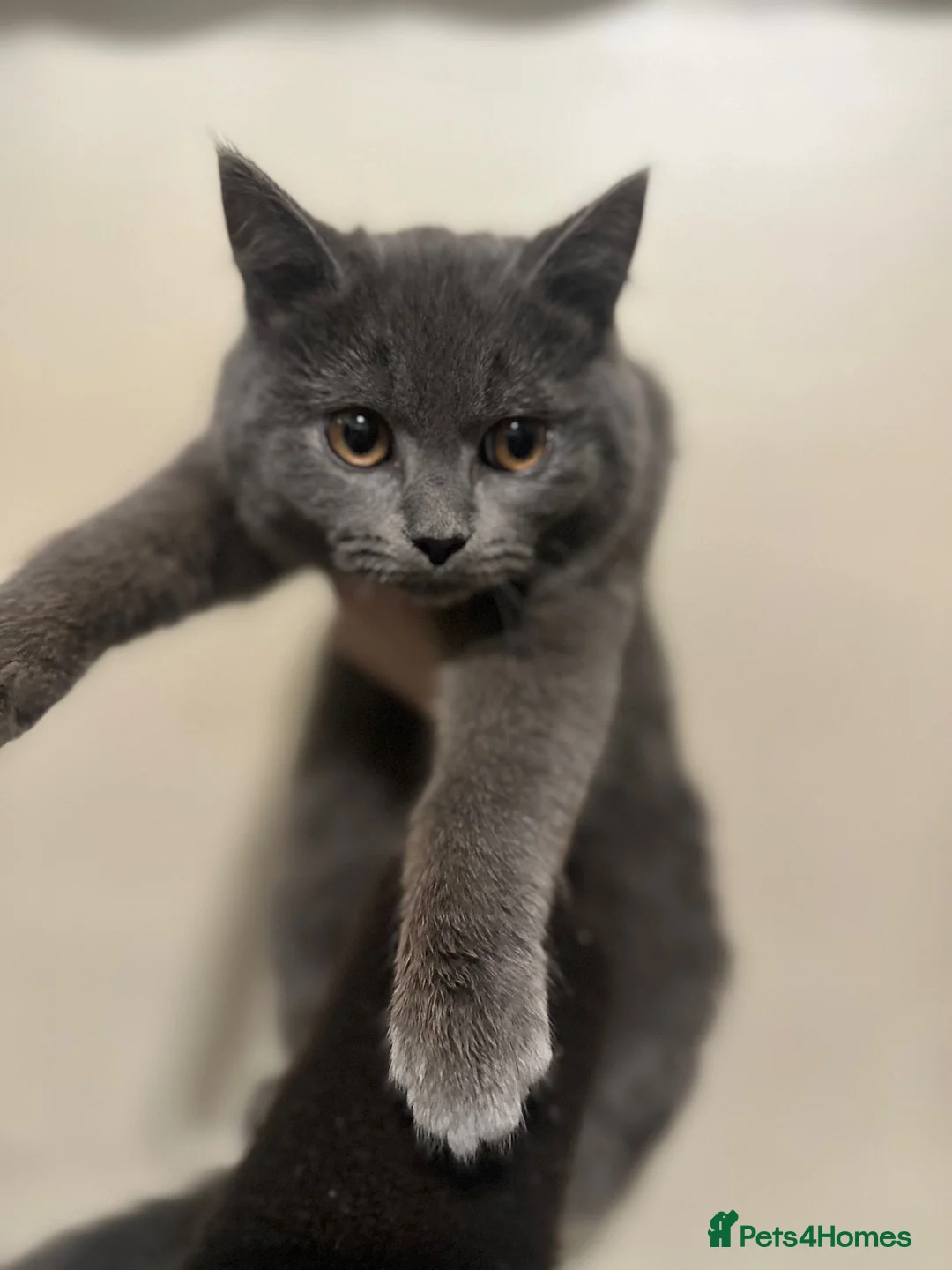 British Shorthair cats for sale: ZEUS British shorthair x Russian blue  - Advert 1