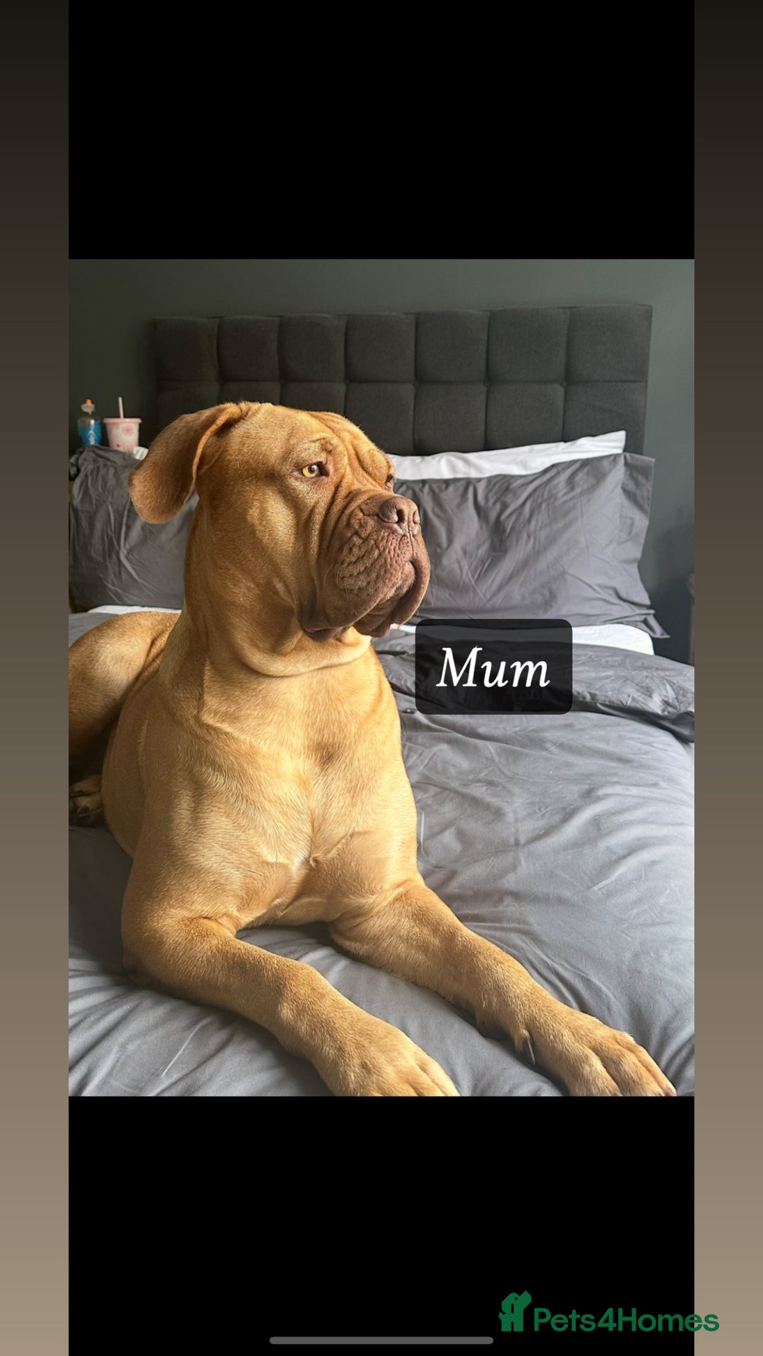 Dogue De Bordeaux dogs for sale: Puppies due in the new year- Dogue de Bordeaux  - Advert 3