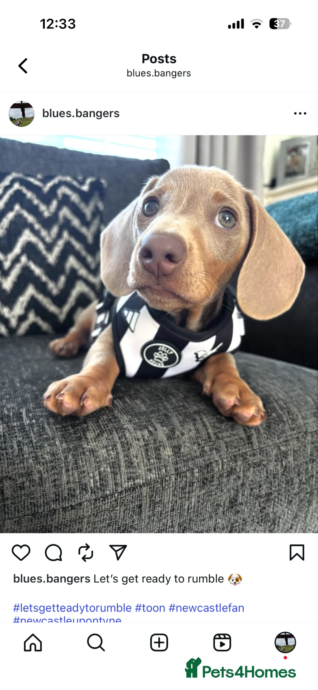 Miniature Dachshund dogs for stud: Beautiful Blue 💙 Miniature Dachshund Stud  in Gateshead - Advert 2