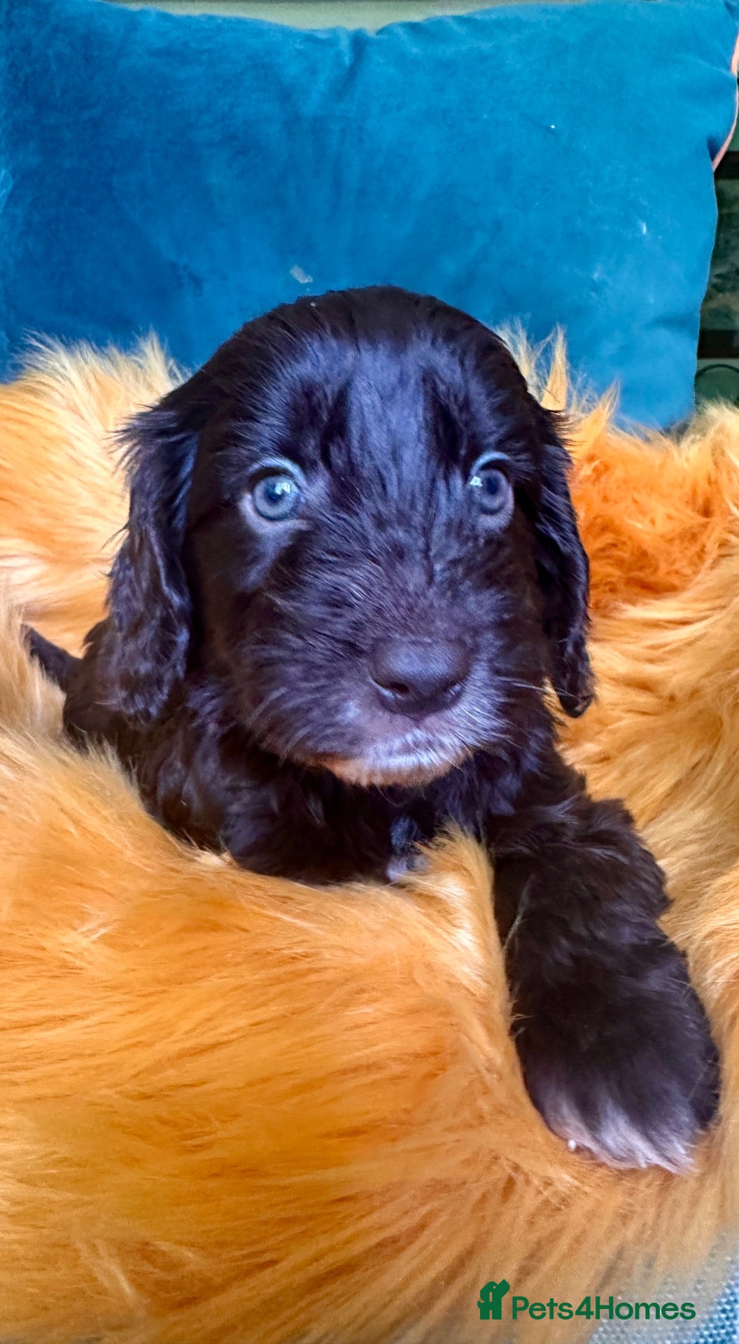 Cockapoo dogs ❤️Top Quality Teddy Bear Cockapoo pups  - Advert 2