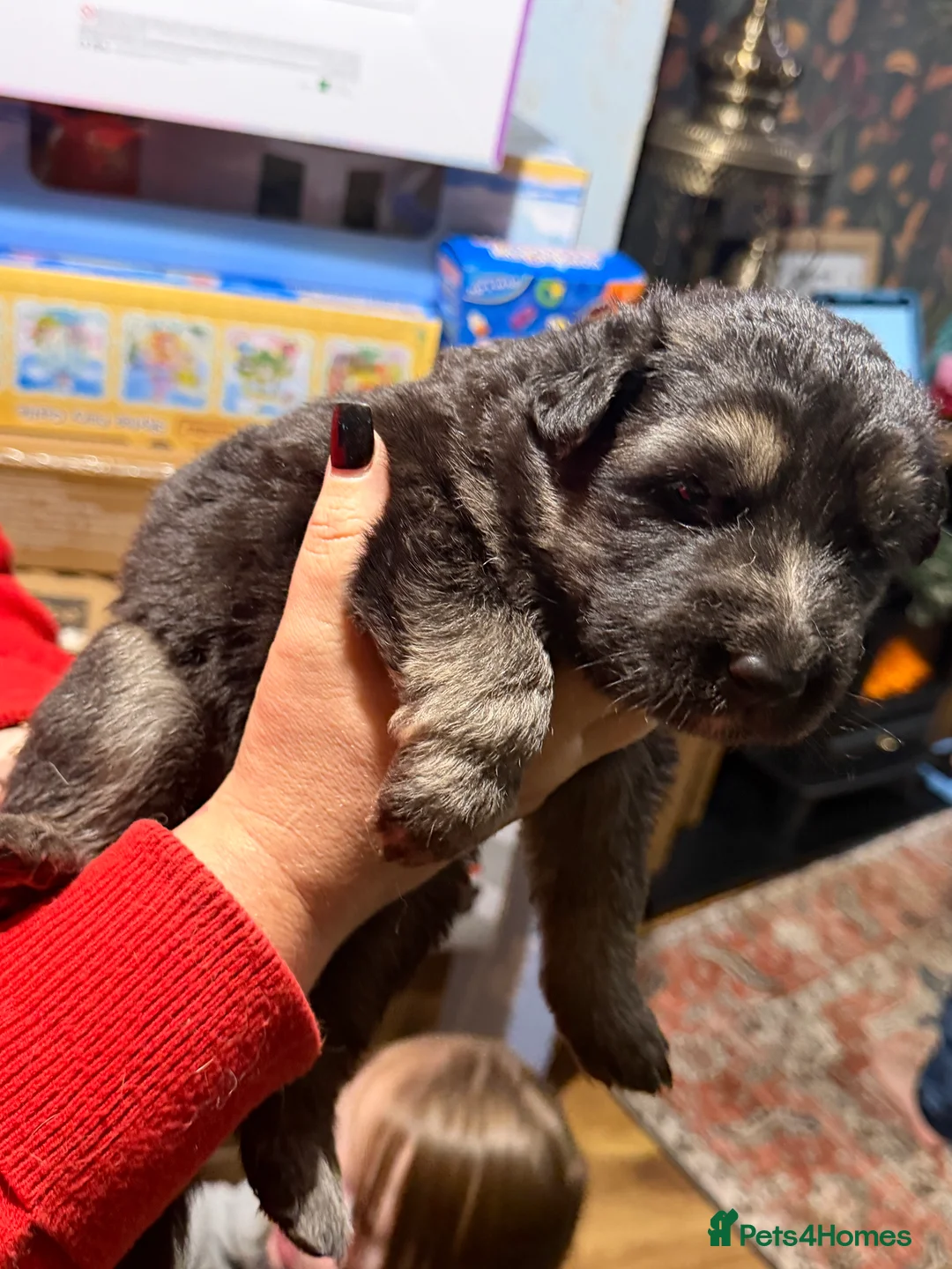 German Shepherd dogs for sale: Long haired health tested German shepherd pups  - Advert 5