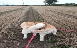 Siberian Husky dogs for sale: Two Siberian Husky Males - Image 11